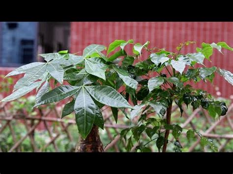 大門口擋煞植物|風水植物門口佈置